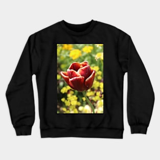 a Lady in Red and White Crewneck Sweatshirt